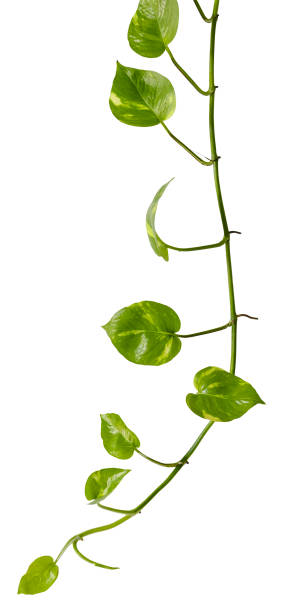 istock Pretty hanging creeper plant, isolated on a white background. 1227455745