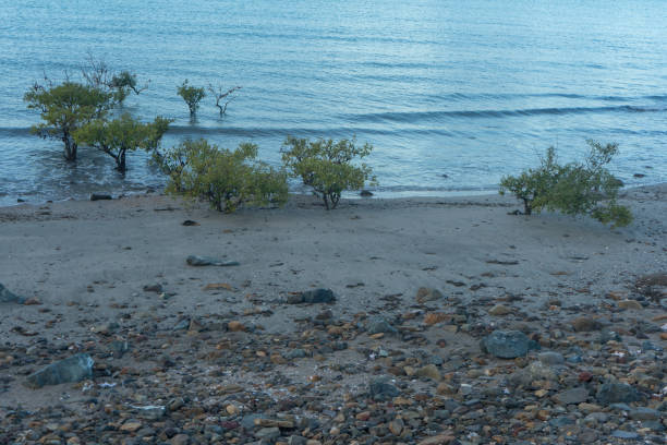 istock Mangrove trees growing at the water's edge 1227455800
