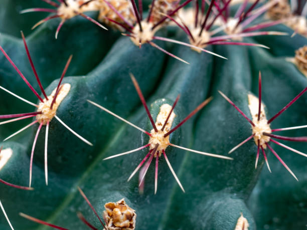 istock Thorn the surface of the cactus 1227457223