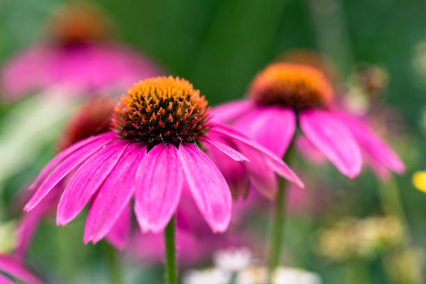 istock Echinacea purpurea flowers are in bloom. 1227457232