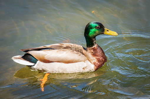 Mallard duck in Prospect Park