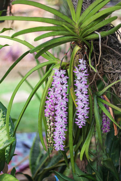 Rhynchostylis gigantea orchid bunch hanging on tree Rhynchostylis gigantea orchid bunch hanging on tree rhynchostylis gigantea orchid stock pictures, royalty-free photos & images