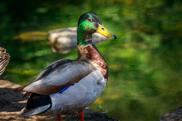 istock Mallard Duck in Prospect Park 1227460419