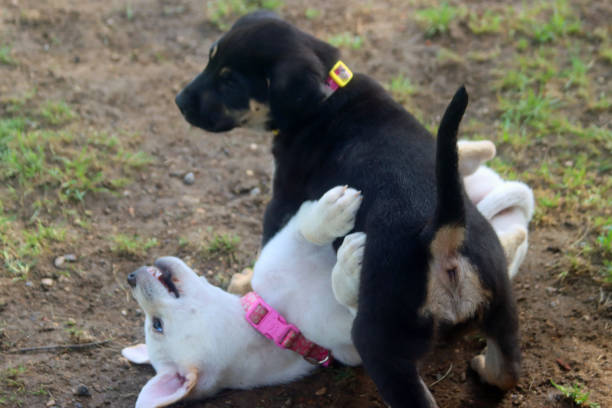 istock wo young sibling puppies, one black, one white 1227460533