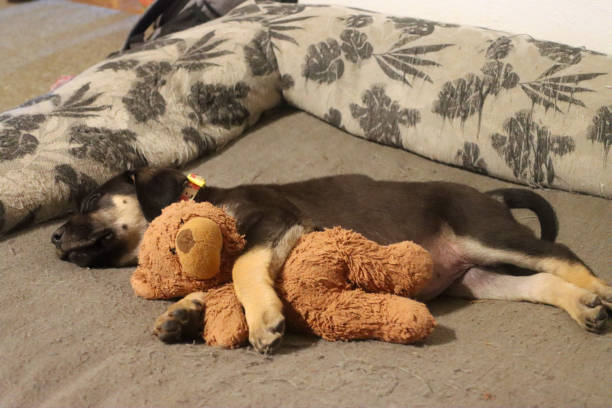 istock Mixed breed black and tan puppy sleeping with stuffed animal 1227461075