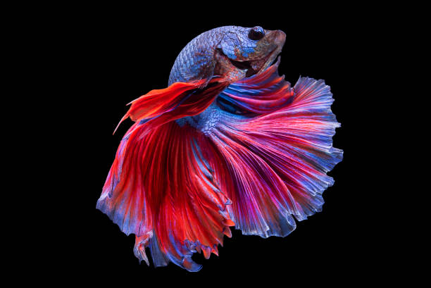 Halfmoon Betta Fish Betta fish on black  background. siamese fighting fish stock pictures, royalty-free photos & images