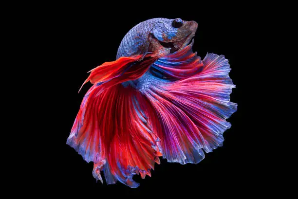 Betta fish on black  background.