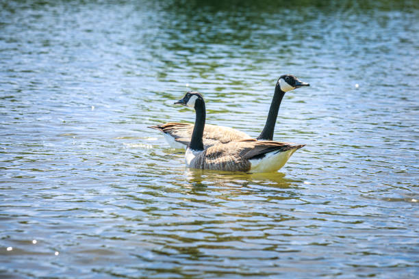istock Pair of Canada Geese in Prospect Park 1227461191