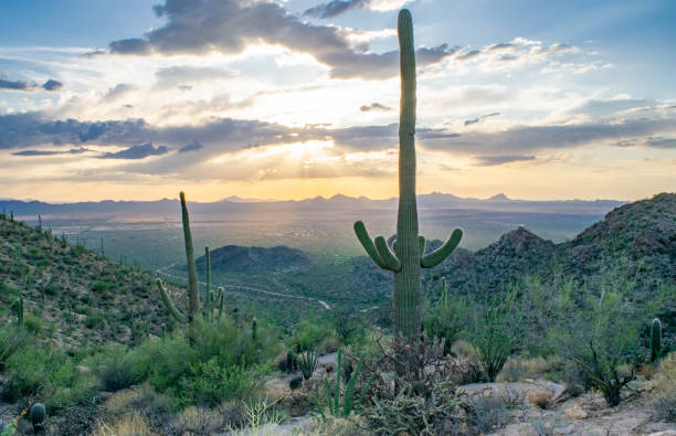 istock Saguaro Cactus in Arizona Desert Wilderness at Sunset 1227462939
