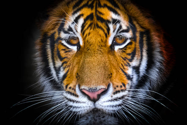 The bengal tiger's eyes and face on a black background