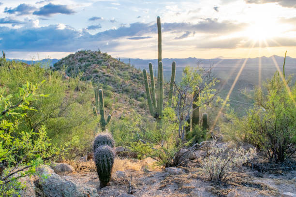 istock Saguaro Cactus in Arizona Desert Wilderness at Sunset 1227463077