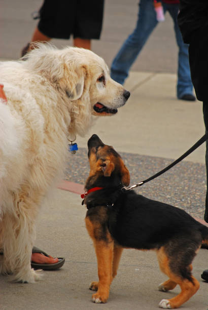 istock Big Dog and Little Dog 1227465530