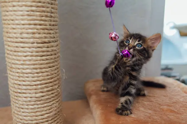 Photo of Little cute charcoal bengal kitten is playing with a toy.