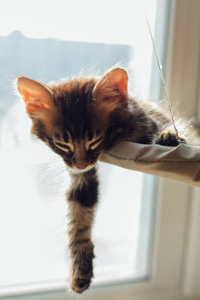 istock Cute charcoal bengal kitty cat laying on the cat's window bed and sleeping. 1227466432