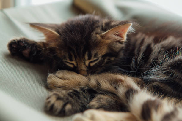 istock Cute charcoal bengal kitty cat sleeping on the cat's window bed with elder gold bengal. 1227466453