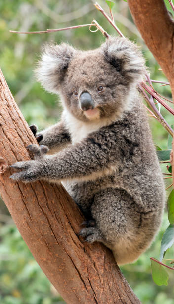 istock the young koala is grey and rufous with fluffy ears 1227467446