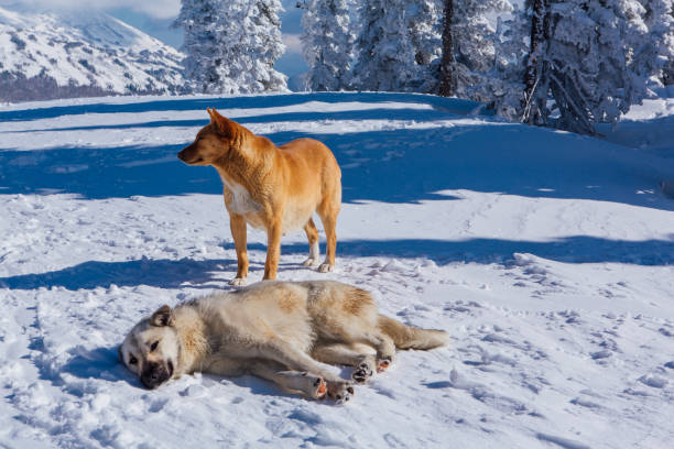 istock Two dogs on snow in a bright day 1227467810