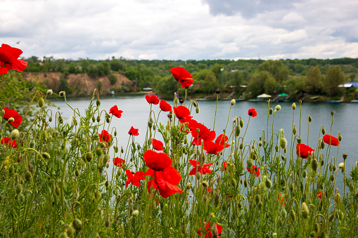 Bright red poppies on the background of the lake