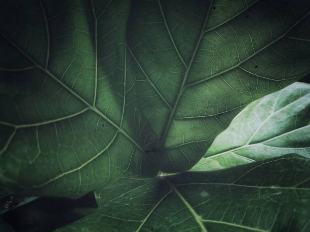 istock Closeup green leaves background and texture. 1227469493