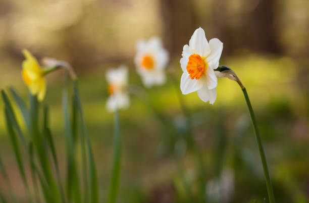 istock Closeup of a daffodil. 1227470196