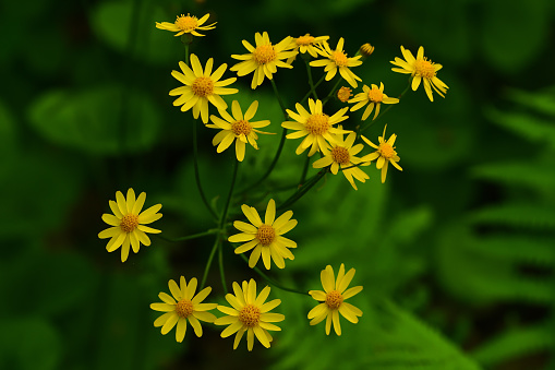 Golden ragwort flowers in wet New England woods, with soft-focus ferns and other greenery in background