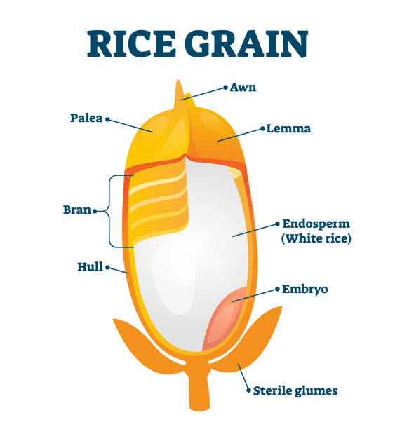 ilustraciones, imágenes clip art, dibujos animados e iconos de stock de ilustración vectorial de grano de arroz. descripción de la estructura educativa etiquetada. - endosperm