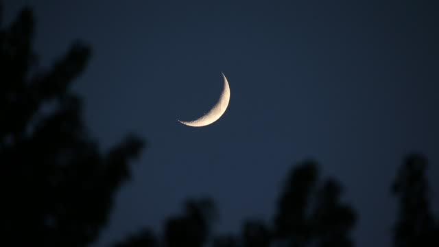 A crescent moon in the sky with trees blowing in the wind in the foreground