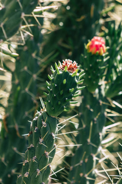 istock Colors of Cyprus 1227473301