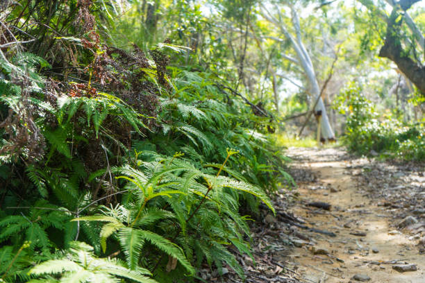 Bush hiking trail with ferns and eucalyptus trees