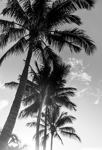 Black and white photo of a row of tropical palm trees