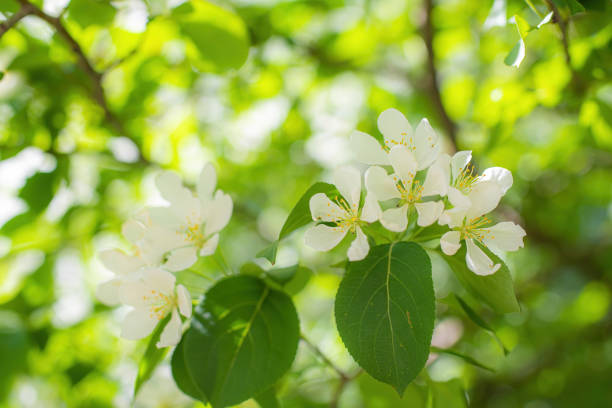 Branch of a blossoming apple tree in white flowers against the sky