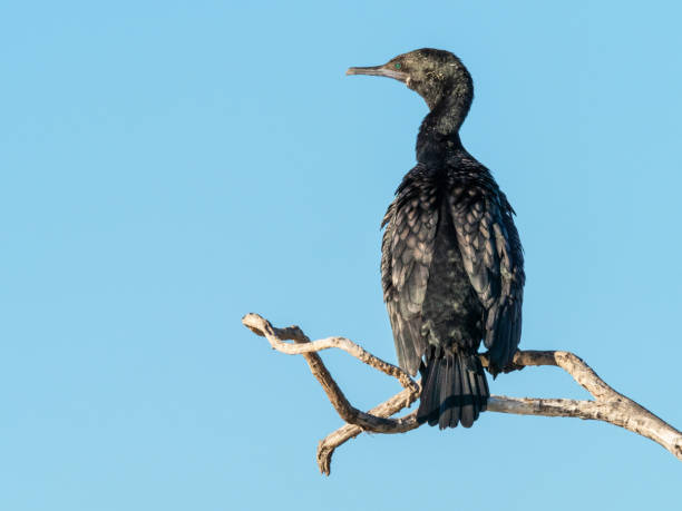 istock A Little Black Cormorant on a Tree 1227475125