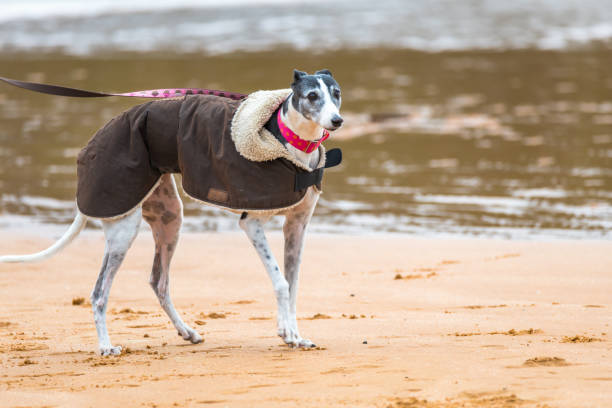 Greyhound rugged up in coat at the Lagoon Dogs enjoying the Lagoon at Avoca Beach on the Central Coast of NSW, Australia. avoca beach photos stock pictures, royalty-free photos & images