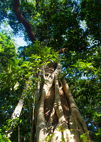 Directly below view of strangler fig tree and rainforest foliage canopy