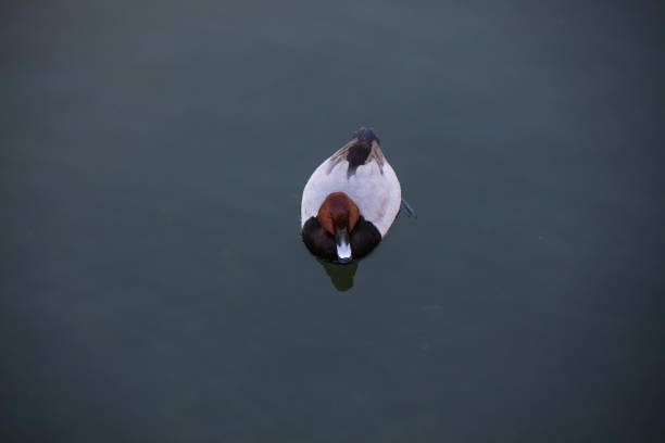 A Duck sat on water in Japan