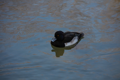 Black background of male mallard duck profile close up shot