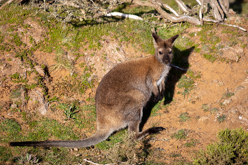 A closeup of a Red-necked wallaby in Tasmania