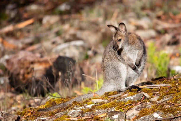 istock Red-necked or Bennett's wallaby 1227477312