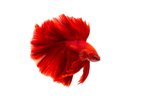 istock Super red betta fish. Siamese fighting fish isolated on white background. Thailand. 1227477316