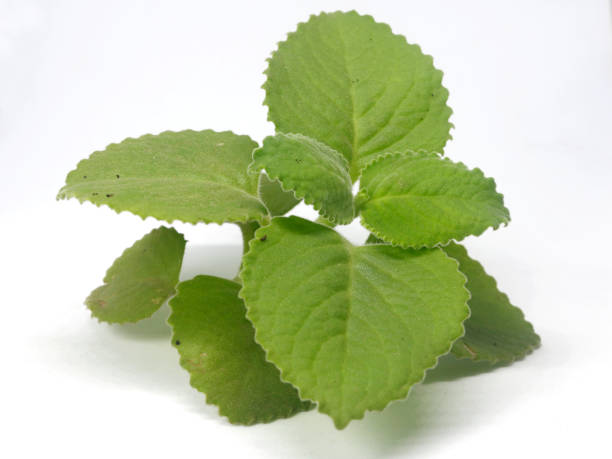 istock Thick leaves Indian borage herbal leaves also called  dodda patre , Mexican mint. 1227477508