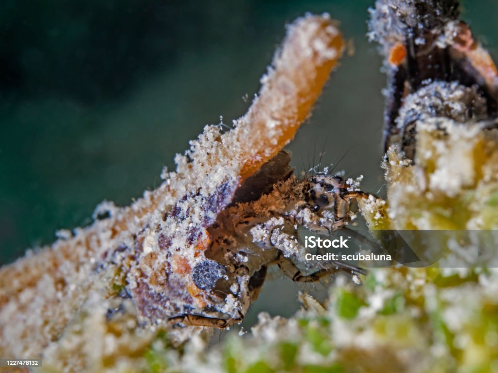 Caddis fly larvae in freshwater, Köcherfliegenlarve im Süsswasser Algae Stock Photo