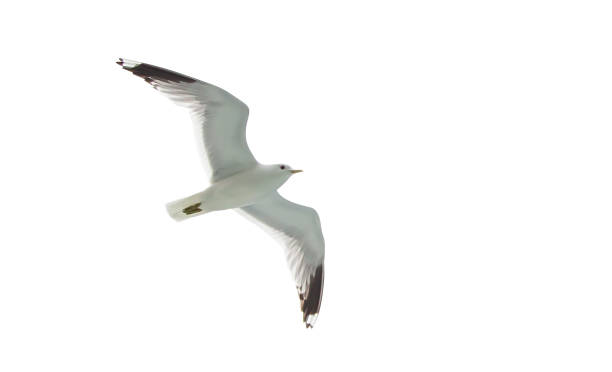 istock Flying sea gulls isolated on the white background 1227478547