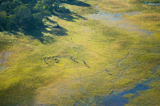 Giraffes in Okavango Delta