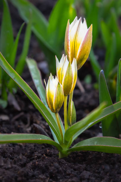 tulipe tarda dasystemon fleurit dans le jardin - close up sunlight white perennial photos et images de collection