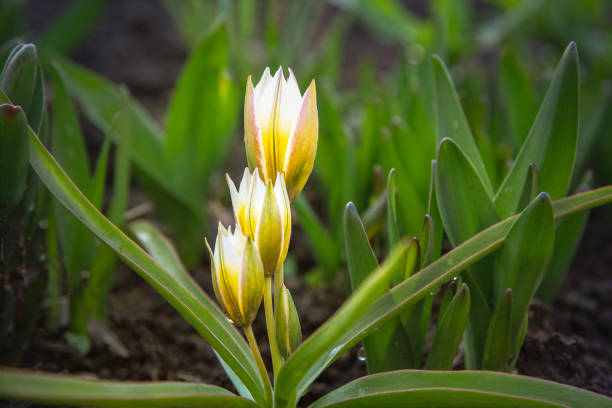 tulipe tarda dasystemon fleurit dans le jardin - close up sunlight white perennial photos et images de collection