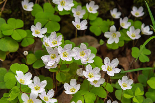 istock Wood Sorrel or Oxalis flowers in spring, 1227480558