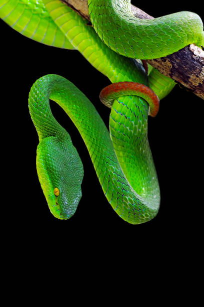 istock green viper snake on black background 1227480649