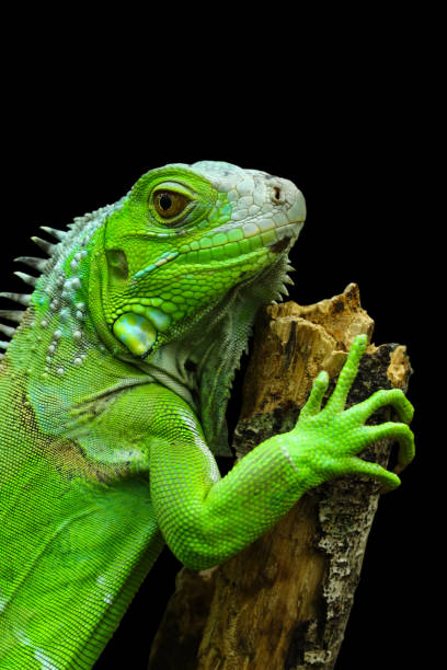 green iguana on a branch