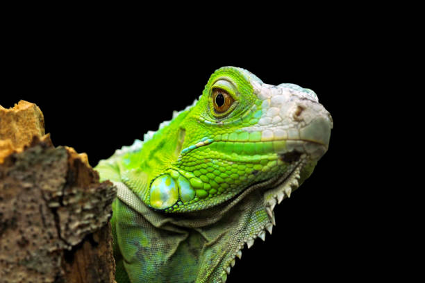 istock green iguana on a branch 1227480953