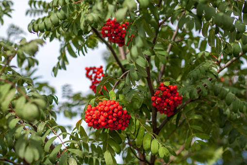 Rowan tree foliage and berries in late summer are a favourite for wildlife.